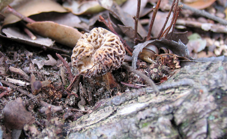 Morchellaceae