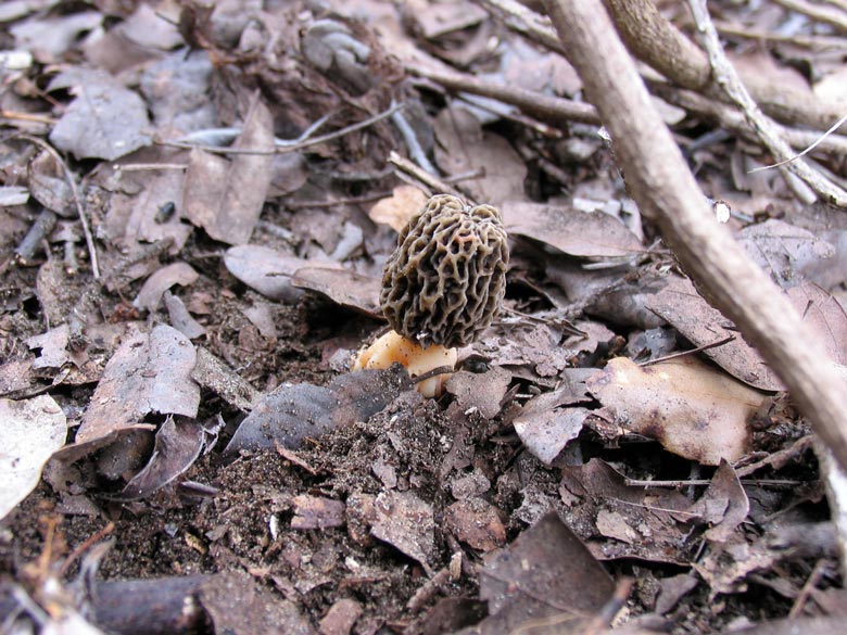 Morchellaceae