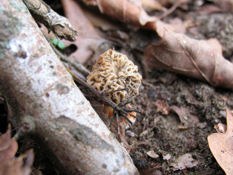 Morchellaceae