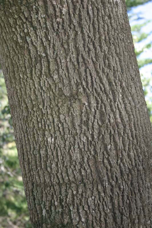 che albero ? - Brachychiton populneus