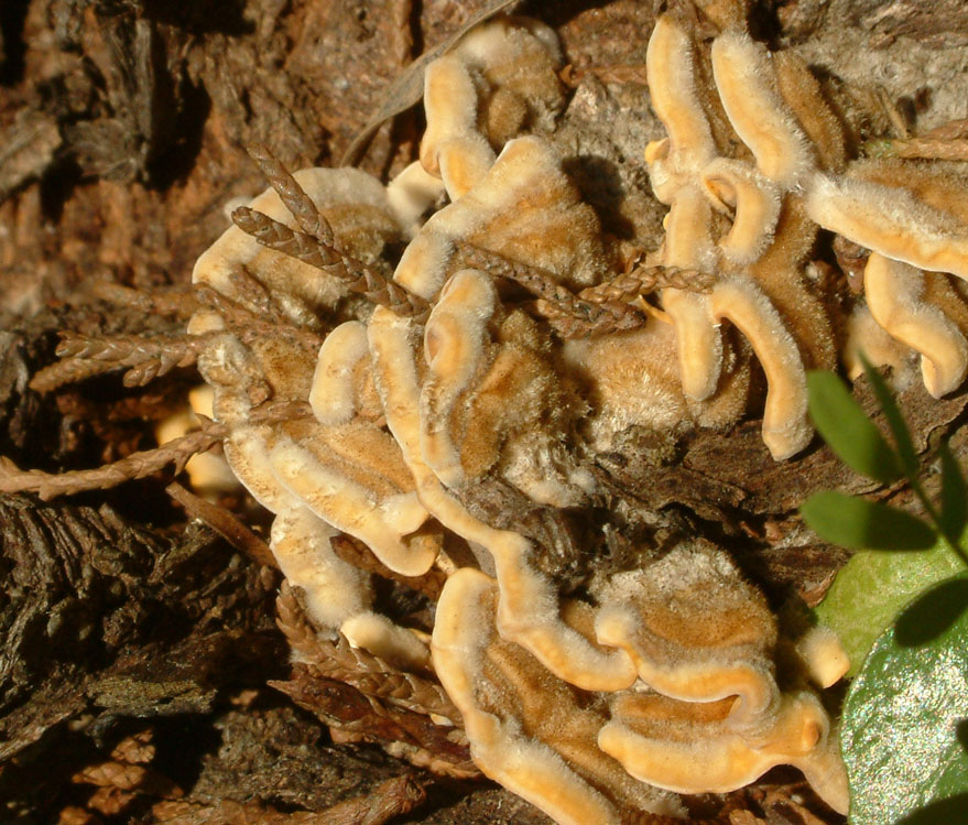 Daldinia concentrica and Stereum hirsutum