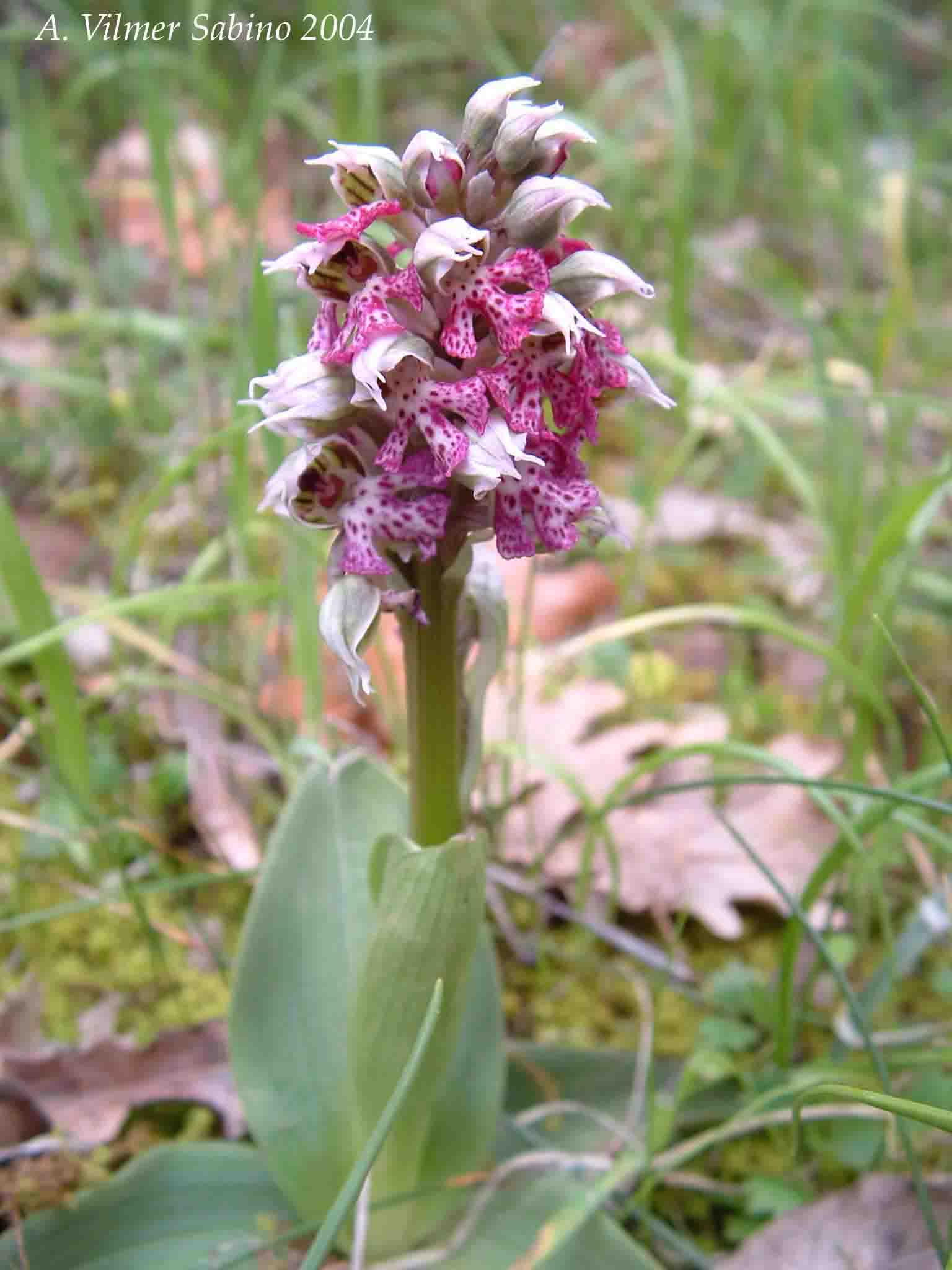 Ophrys, Orchis & ...