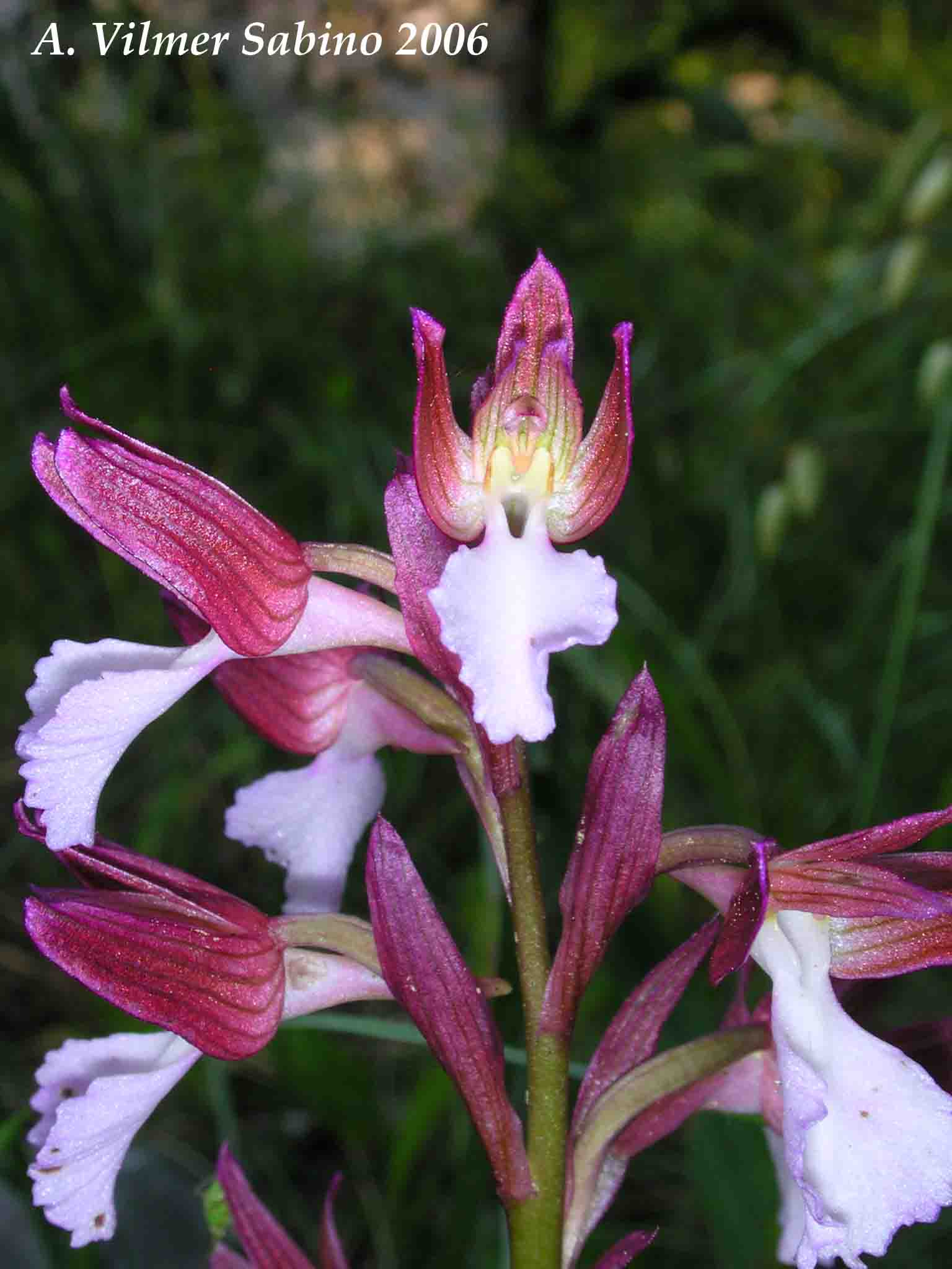 Ophrys, Orchis & ...