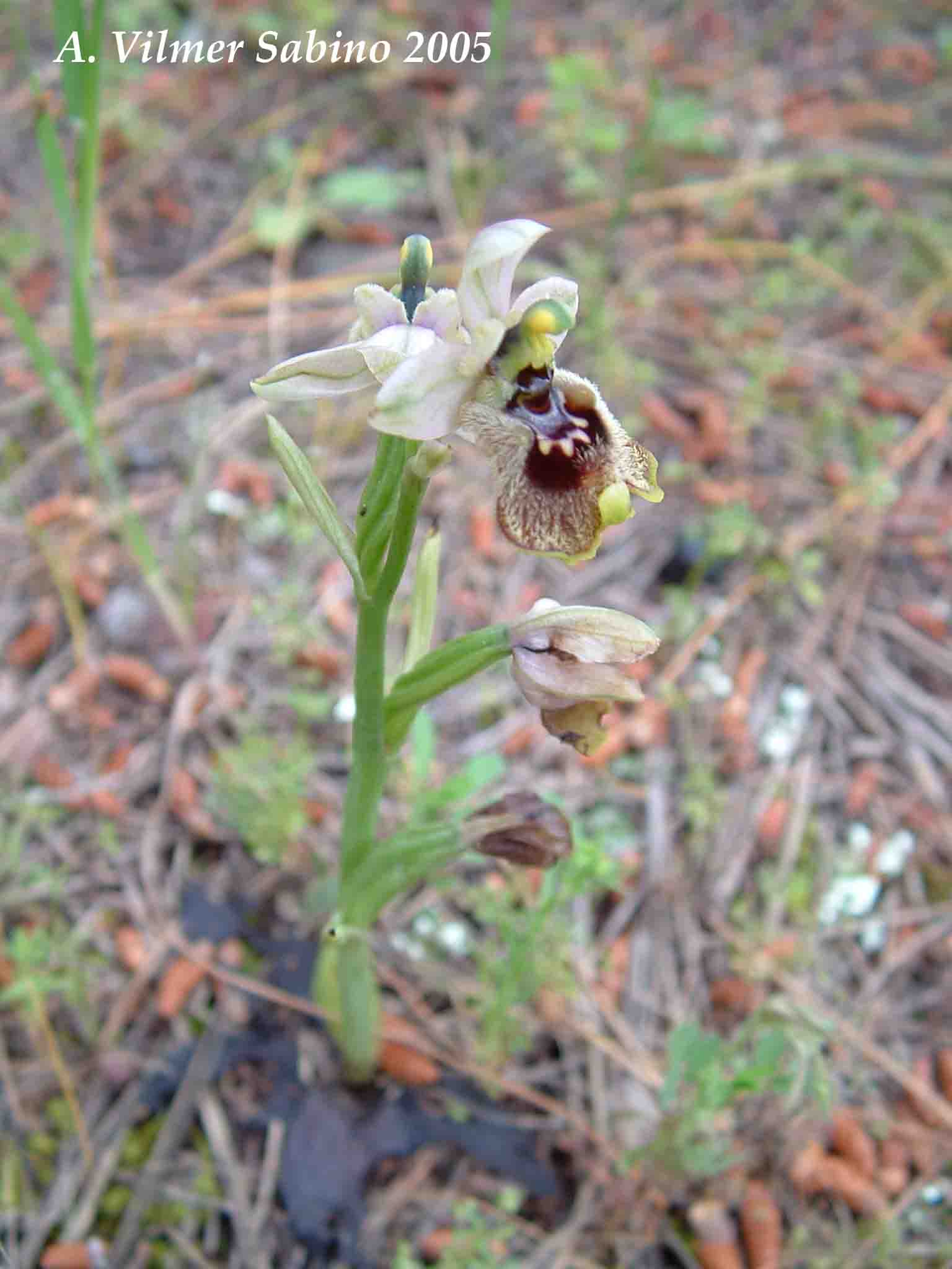 Ophrys, Orchis & ...