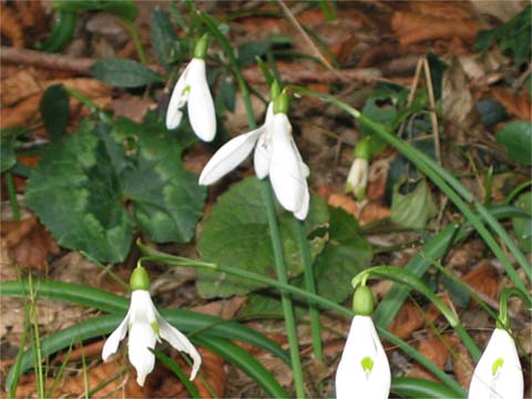 Campanellino di primavera & Campanellino estivo