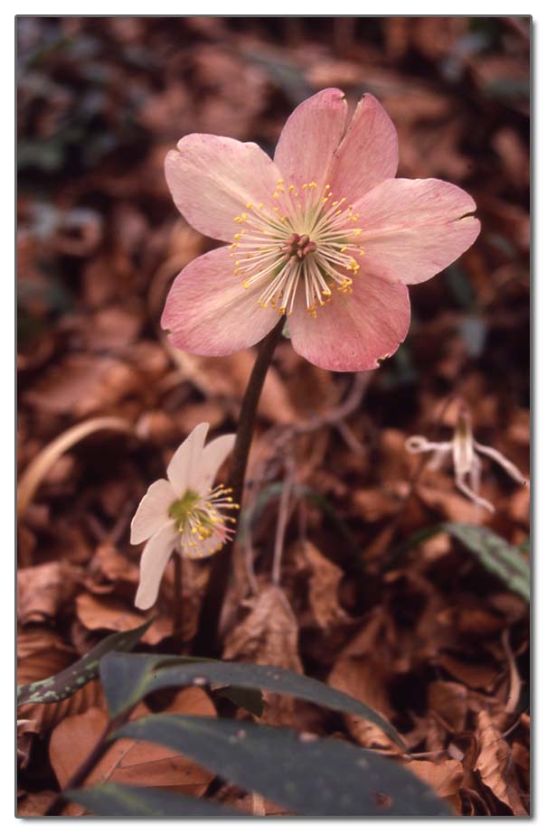 Helleborus niger / Rosa di Natale