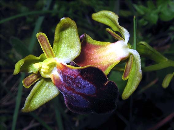 Gargano...le mie orchidee 1a puntata