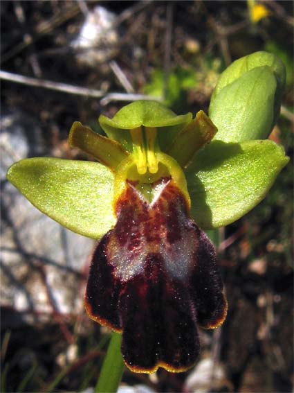 Gargano...le mie orchidee 1a puntata