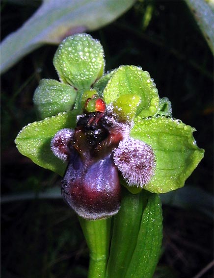 Gargano...le mie orchidee 1a puntata