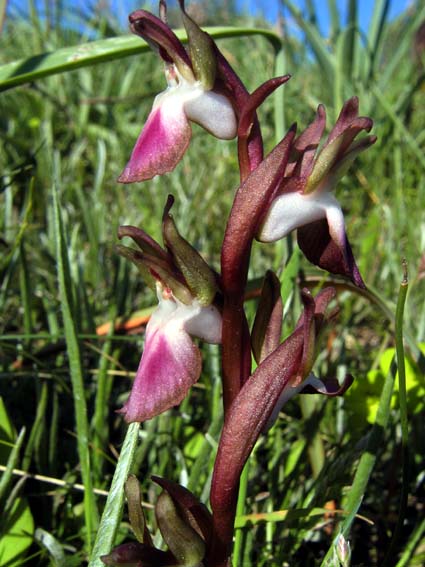 Gargano...le mie orchidee 1a puntata