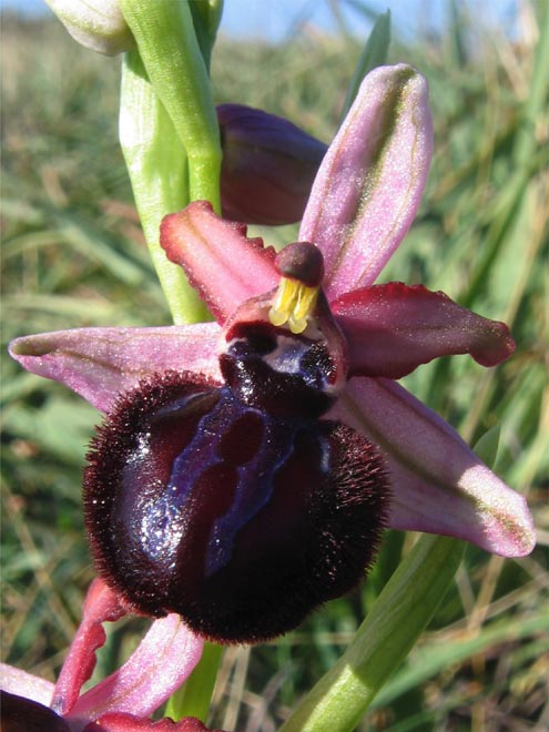 Gargano...le mie orchidee 1a puntata