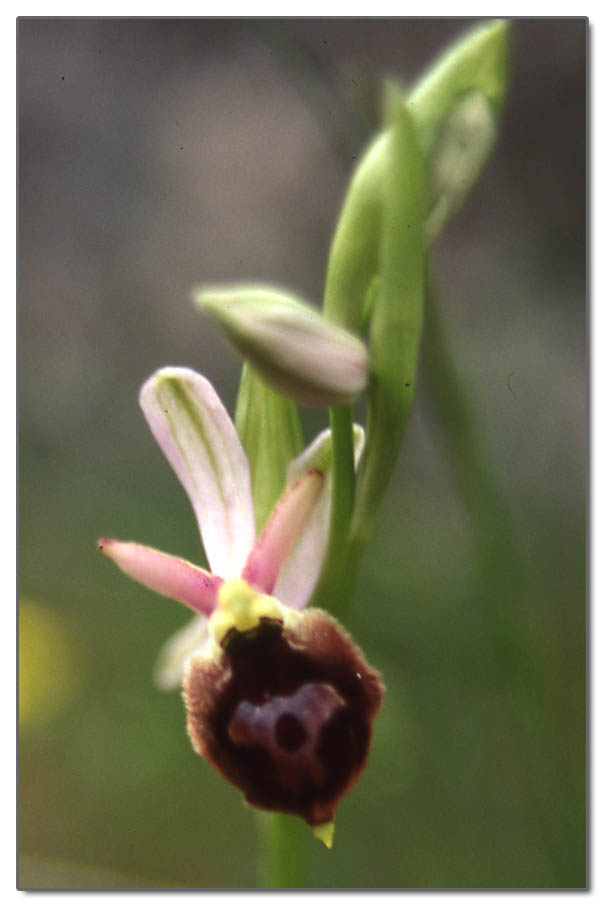 Ophrys biscutella, Ophrys sphegodes