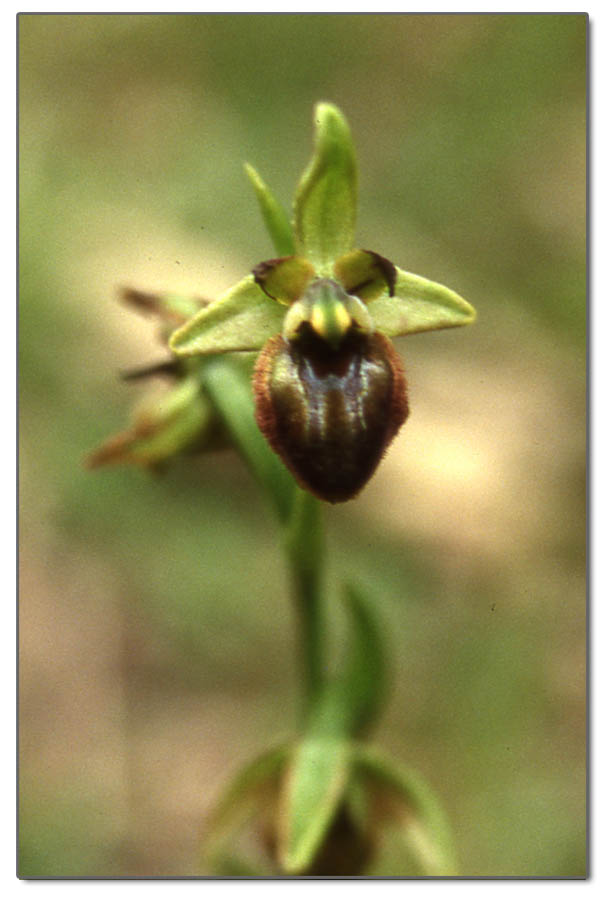 Ophrys biscutella, Ophrys sphegodes