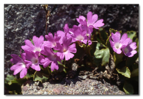 Primula pedemontana