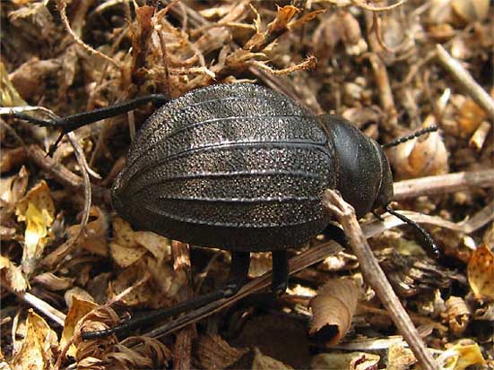 chi sono questi due?  Psilothrix sp. e Pimelia bipunctata