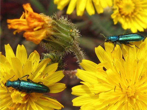 chi sono questi due?  Psilothrix sp. e Pimelia bipunctata