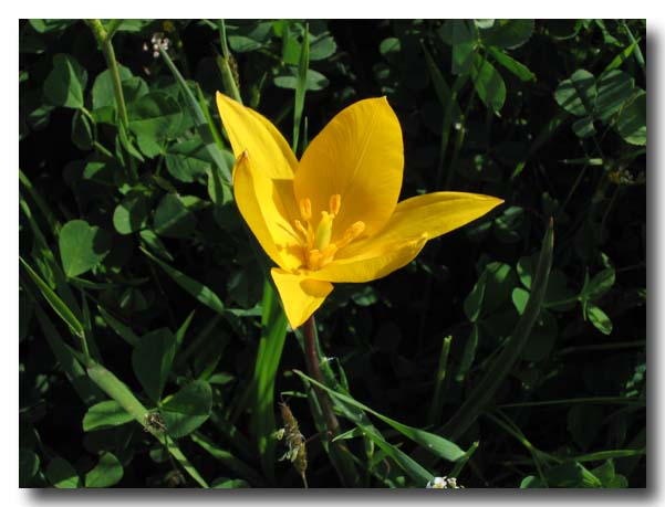 Tulipa sylvestris / Tulipano selvatico dei campi