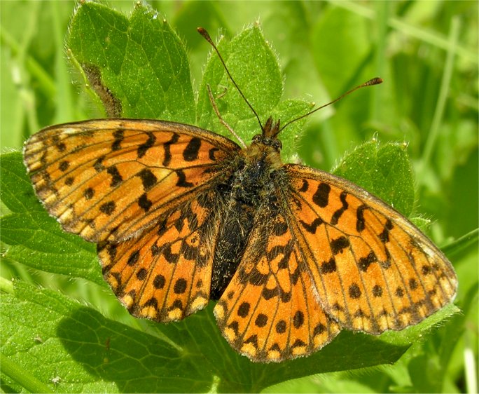 Nymphalidae: Boloria dia