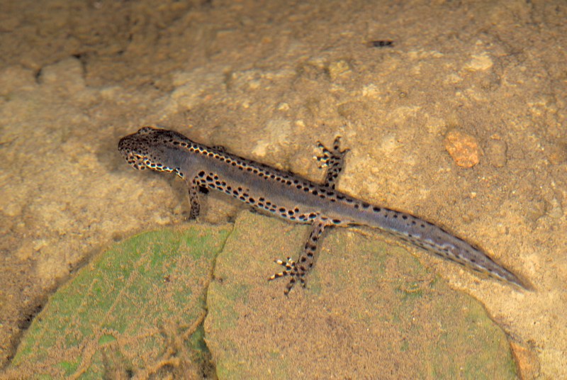 Triturus alpestris apuanus,ora Ichthyosaura alpestris apuana