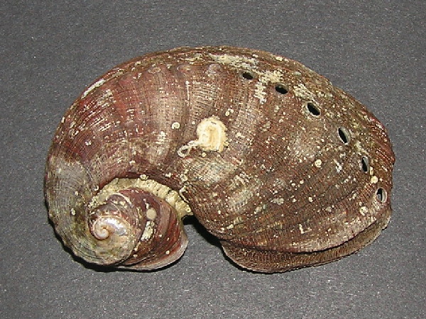 Haliotis da Copanello