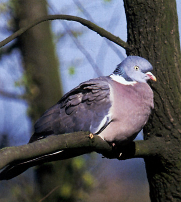 Foto di Colombaccio  - Columba palumbus