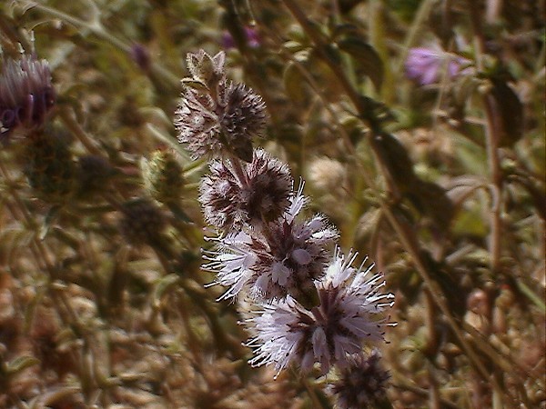 Mentha pulegium