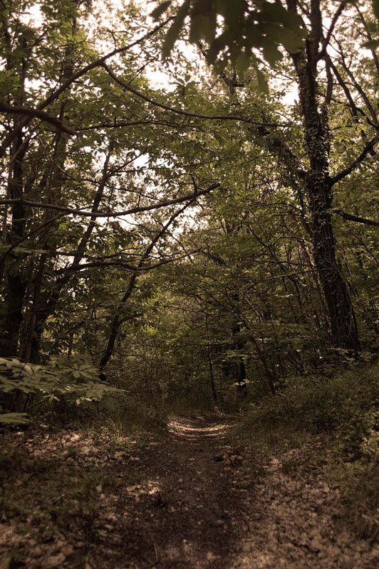 passeggiata nel bosco