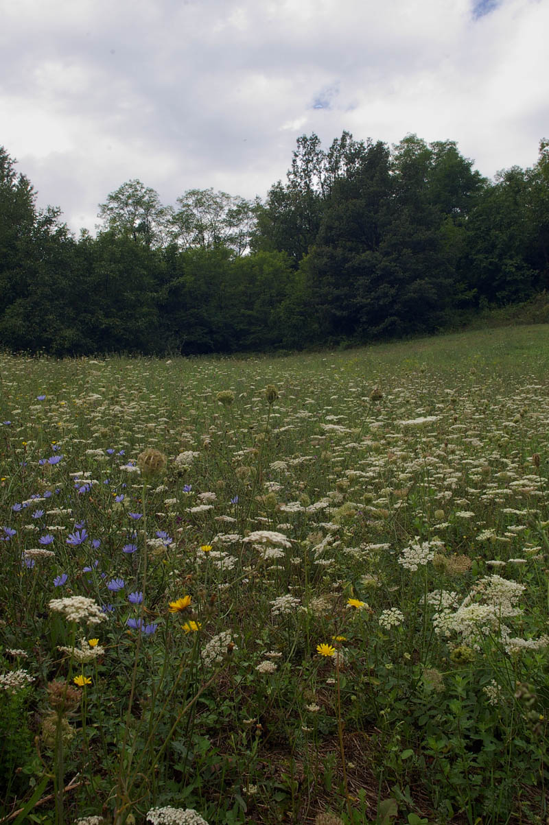 passeggiata nel bosco