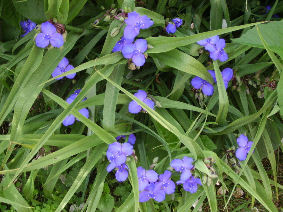 Tradescantia andersoniana (pianta coltivata)