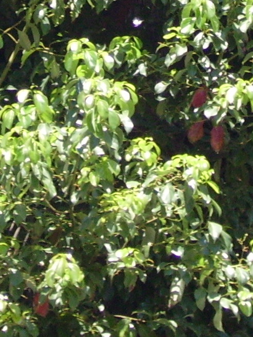 Cinnamomum camphora / Canfora