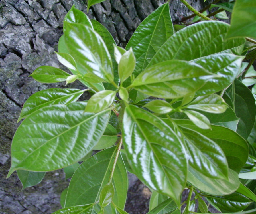 Cinnamomum camphora / Canfora