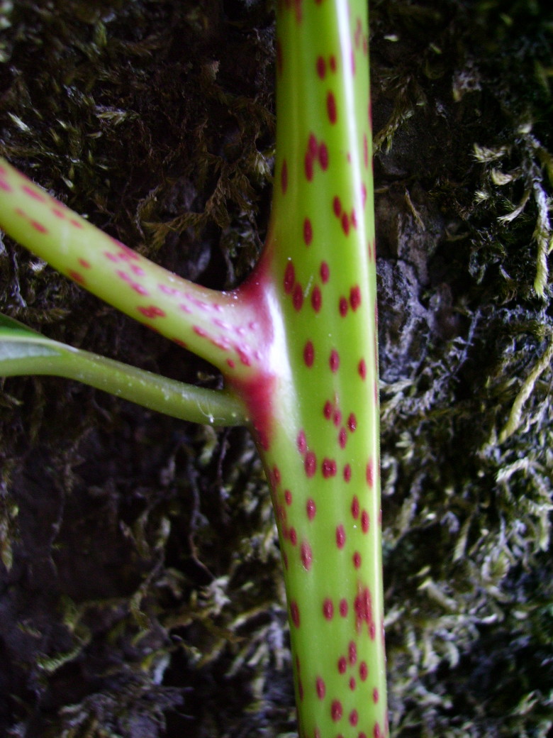 Cinnamomum camphora / Canfora