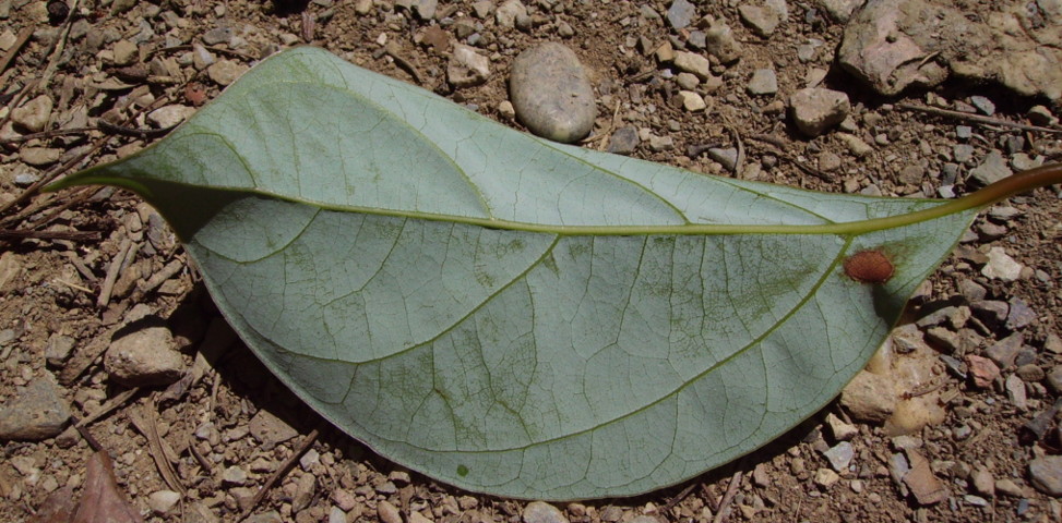 Cinnamomum camphora / Canfora