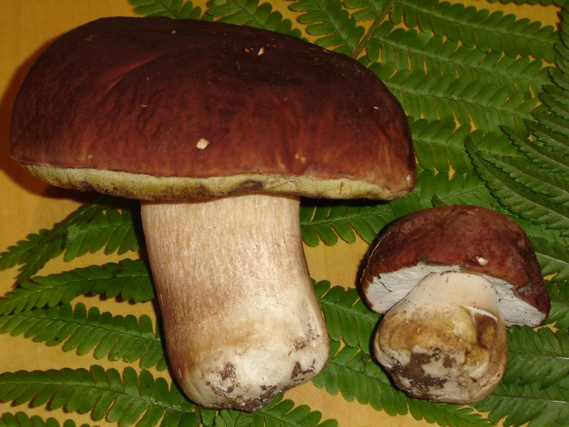 Boletus pinicola ?