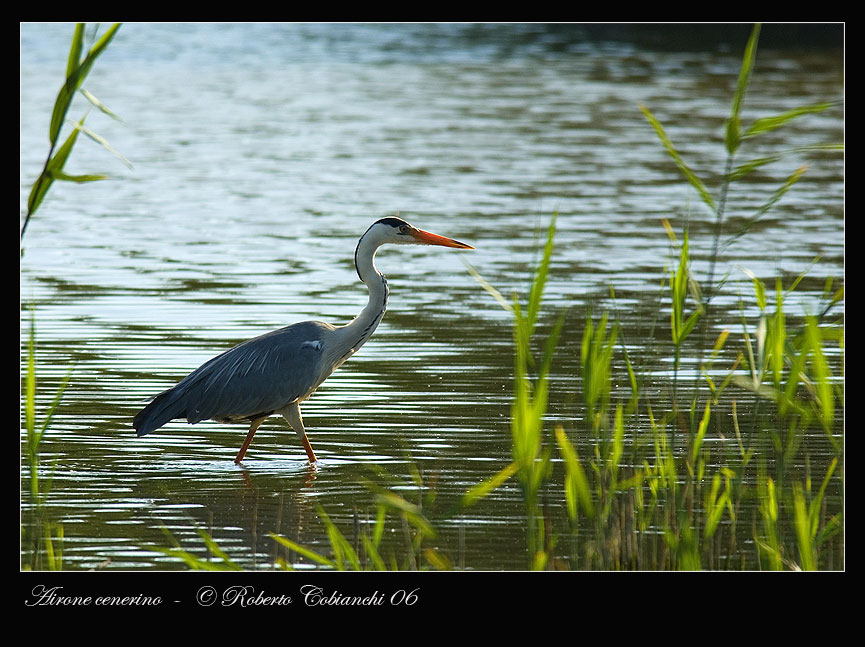 Airone cenerino - Ardea cinerea