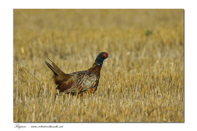 Fagiano comune - Phasianus colchicus