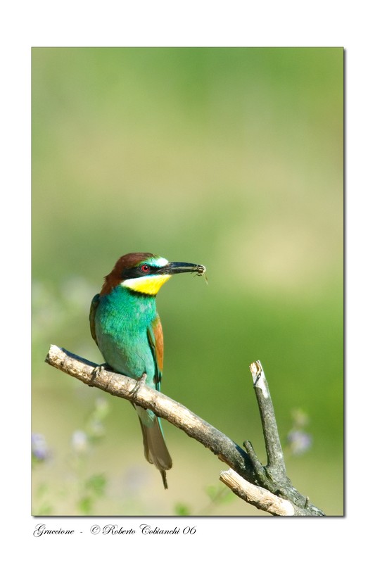 Gruccioni - Merops apiaster