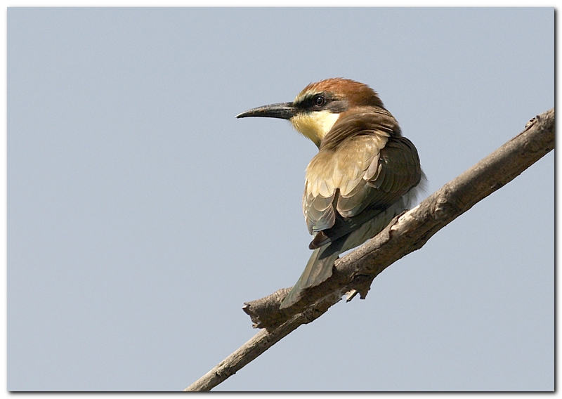 Gruccioni - Merops apiaster