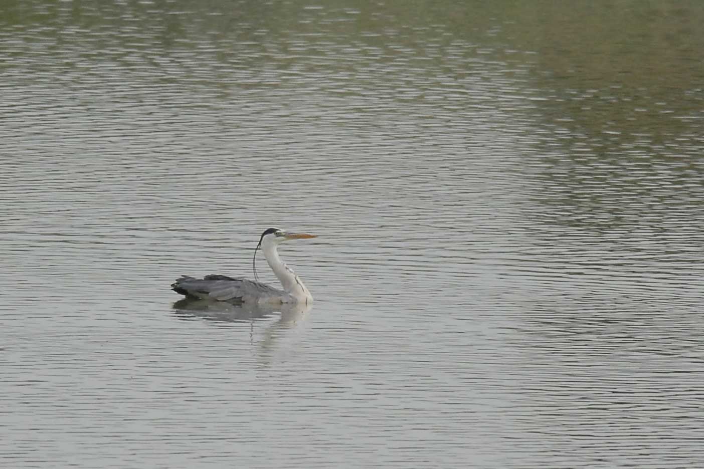 Airone cenerino - Ardea cinerea