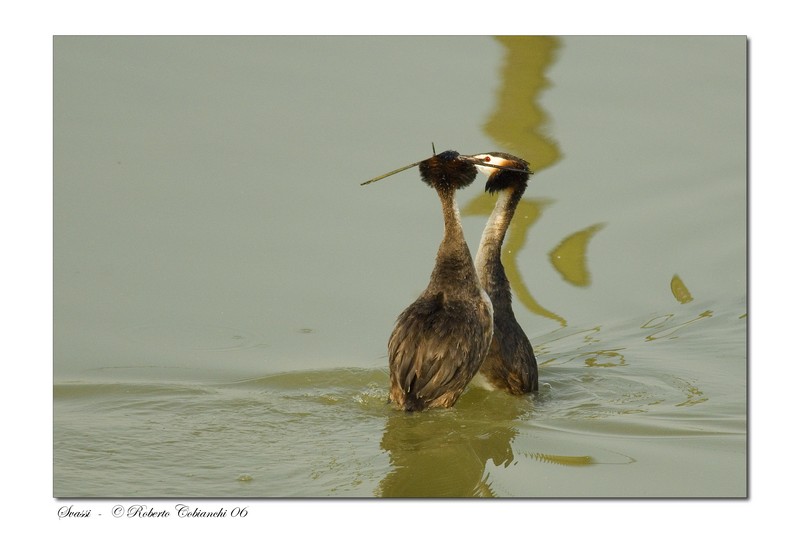 Svasso maggiore - Podiceps cristatus