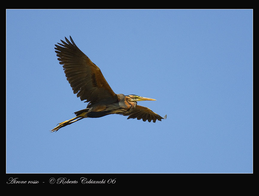 Airone rosso - Ardea purpurea