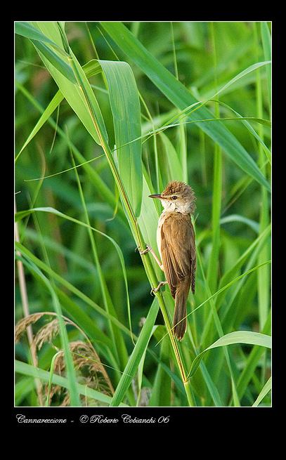 Cannareccione - Acrocephalus arundinaceus