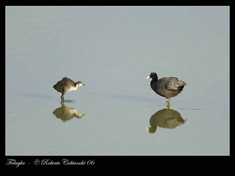 Folaga - Fulica atra