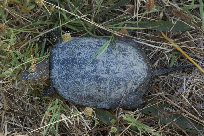 Testuggine palustre europea - Emys orbicularis