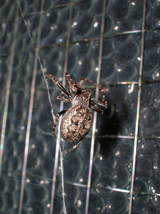 Bestione sul balcone.....Nuctenea umbratica femmina