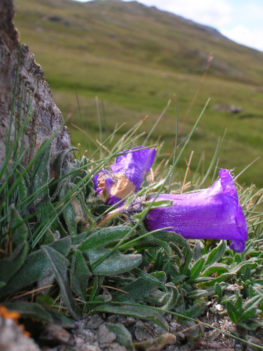 Campanula alpestris / Campanula occidentale