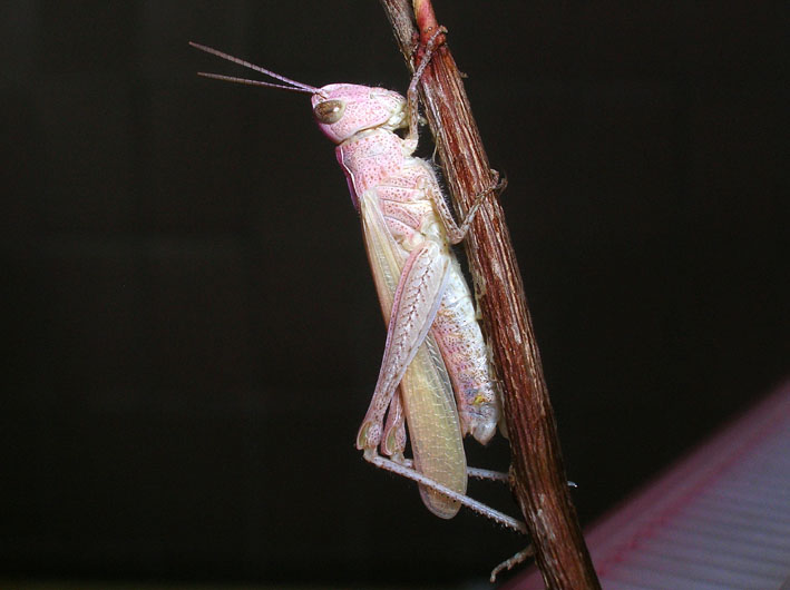 Cavalletta rosa e muta in diretta! Chorthippus brunneus