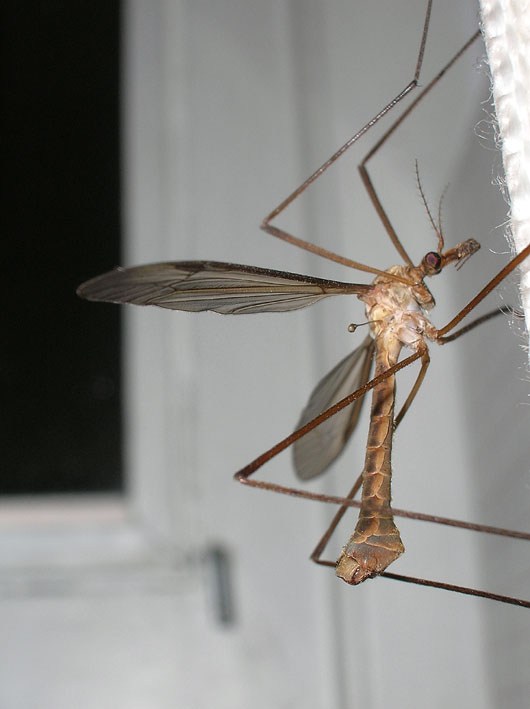 Tipula