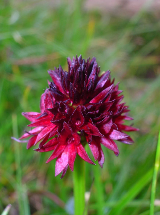 Nigritella rhellicani / Nigritella comune