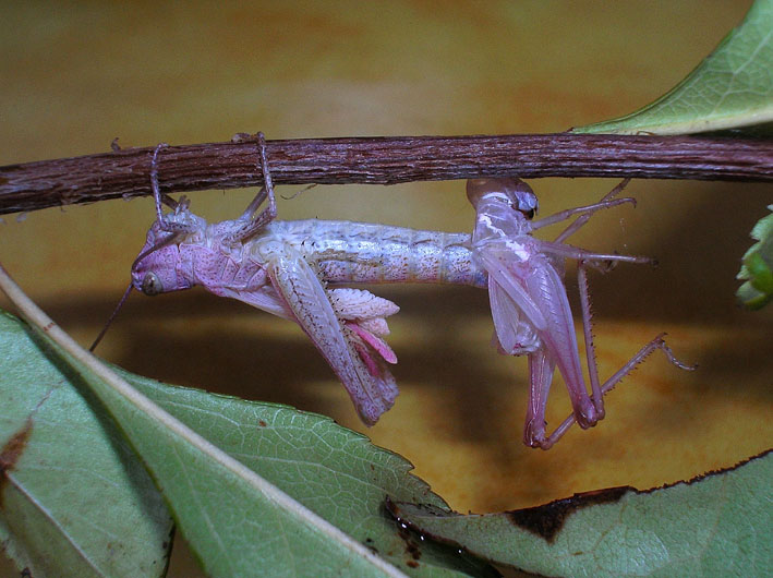 Cavalletta rosa e muta in diretta! Chorthippus brunneus